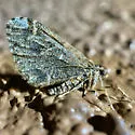 Stamnodes albiapicata - Hodges#7335 - photo 4
