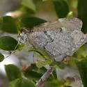 Stamnodes animata - Hodges#7366