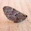 Stamnodes animata - Hodges#7366 - photo 2