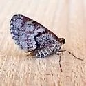 Stamnodes animata - Hodges#7366 - photo 3