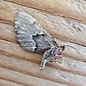 Stamnodes animata - Hodges#7366 - photo 4