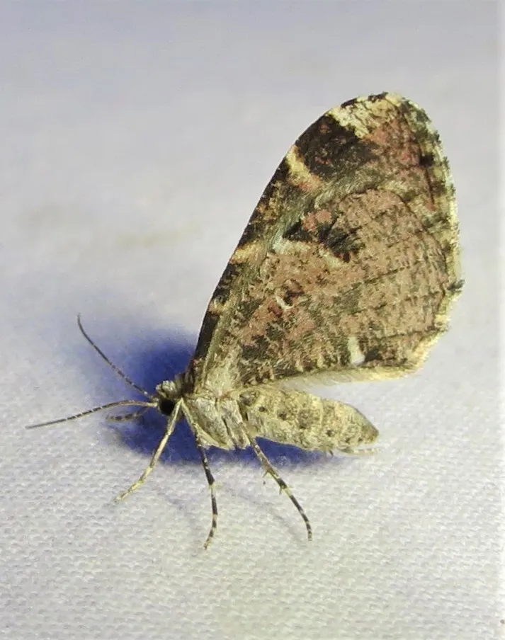 Stamnodes blackmorei - Hodges#7334 - photo 2