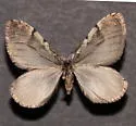 Stamnodes cassinoi - Hodges#7352