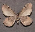 Stamnodes cassinoi - Hodges#7352 - photo 2