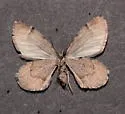 Stamnodes cassinoi - Hodges#7352 - photo 4