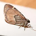 Stamnodes coenonymphata - Hodges#7341