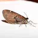 Stamnodes coenonymphata - Hodges#7341 - photo 2