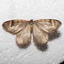 Stamnodes coenonymphata - Hodges#7341 - photo 4