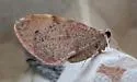 Stamnodes costimacula - Hodges#7360