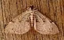 Stamnodes costimacula - Hodges#7360 - photo 4