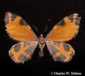 Stamnodes deceptiva - Hodges#7355 - photo 2