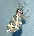 Stamnodes deceptiva - Hodges#7355 - photo 4