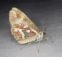 Stamnodes formosata - Hodges#7347 - photo 4