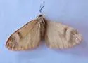 Stamnodes franckata - Hodges#7350 - photo 2