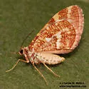 Stamnodes franckata - Hodges#7350 - photo 4