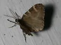 Shiny Gray Carpet Moth - Hodges#7333