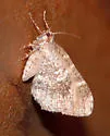 Shiny Gray Carpet Moth - Hodges#7333 - photo 2