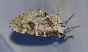 Shiny Gray Carpet Moth - Hodges#7333 - photo 3