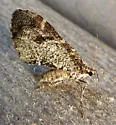 Shiny Gray Carpet Moth - Hodges#7333 - photo 4