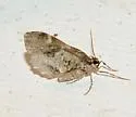 Shiny Gray Carpet Moth - Hodges#7333 - photo 5