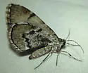 Stamnodes modocata - Hodges#7351 - Stamnodes modocata