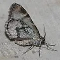 Stamnodes modocata - Hodges#7351 - photo 3