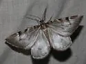 Stamnodes modocata - Hodges#7351 - photo 4