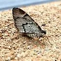 Stamnodes modocata - Hodges#7351 - photo 5