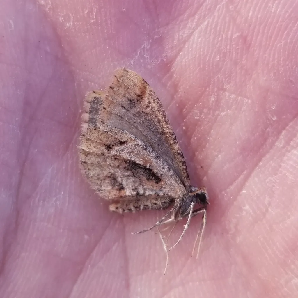 Stamnodes reckseckeri - Hodges#7336 - photo 2