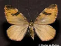 Stamnodes seiferti - Hodges#7353 - photo 2