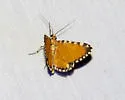 Stamnodes tessellata - Hodges#7364