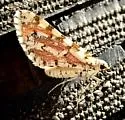 Stamnodes tessellata - Hodges#7364 - photo 2