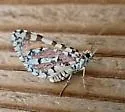Stamnodes tessellata - Hodges#7364 - photo 4