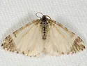 Stamnodes topazata - Hodges#7349 - Stamnodes topazata