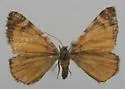 Stamnodes topazata - Hodges#7349 - photo 2