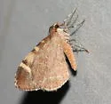 Stamnodes ululata - Hodges#7359