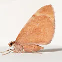 Stamnodes ululata - Hodges#7359 - photo 2