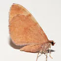 Stamnodes ululata - Hodges#7359 - photo 3