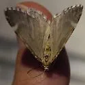 Stamnodes watsoni - Hodges#7365 - Stamnodes watsoni