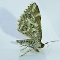 Stamnodes watsoni - Hodges#7365 - photo 4