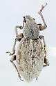 Stamoderes uniformis - Stamoderes uniformis