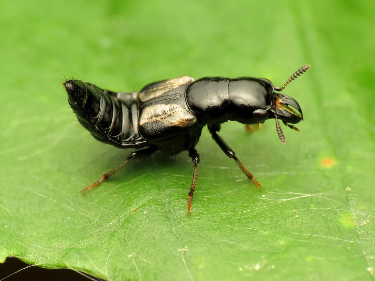Rove Beetles - photo 3