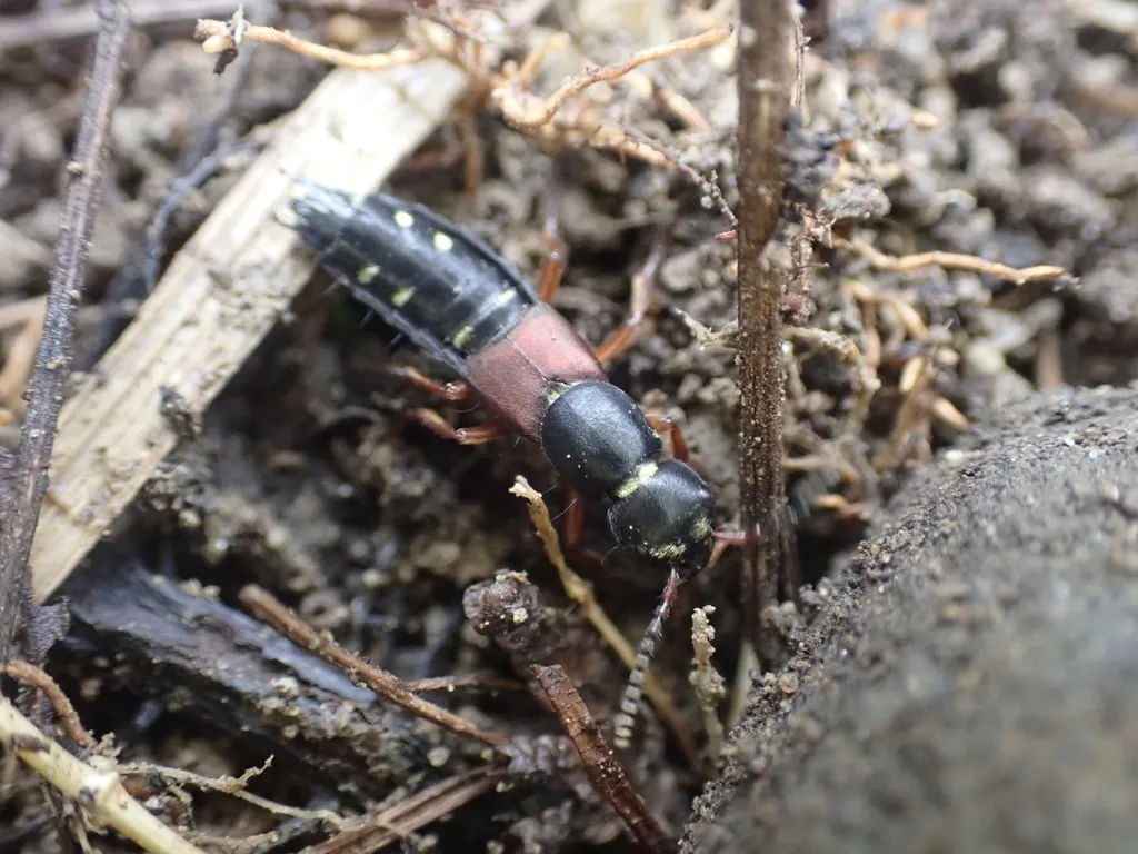 Staphylinus ornaticauda - photo 2