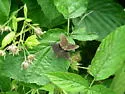 Golden-headed Scallopwing - Hodges#3930