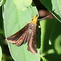 Golden-headed Scallopwing - Hodges#3930 - photo 2