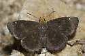Golden-headed Scallopwing - Hodges#3930 - photo 3