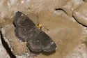 Golden-headed Scallopwing - Hodges#3930 - photo 4
