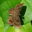 Hayhurst's Scallopwing - Hodges#3932 - photo 2