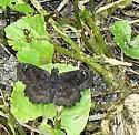 Hayhurst's Scallopwing - Hodges#3932 - photo 3