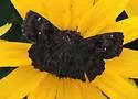 Hayhurst's Scallopwing - Hodges#3932 - photo 4